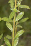 Hairy pinweed